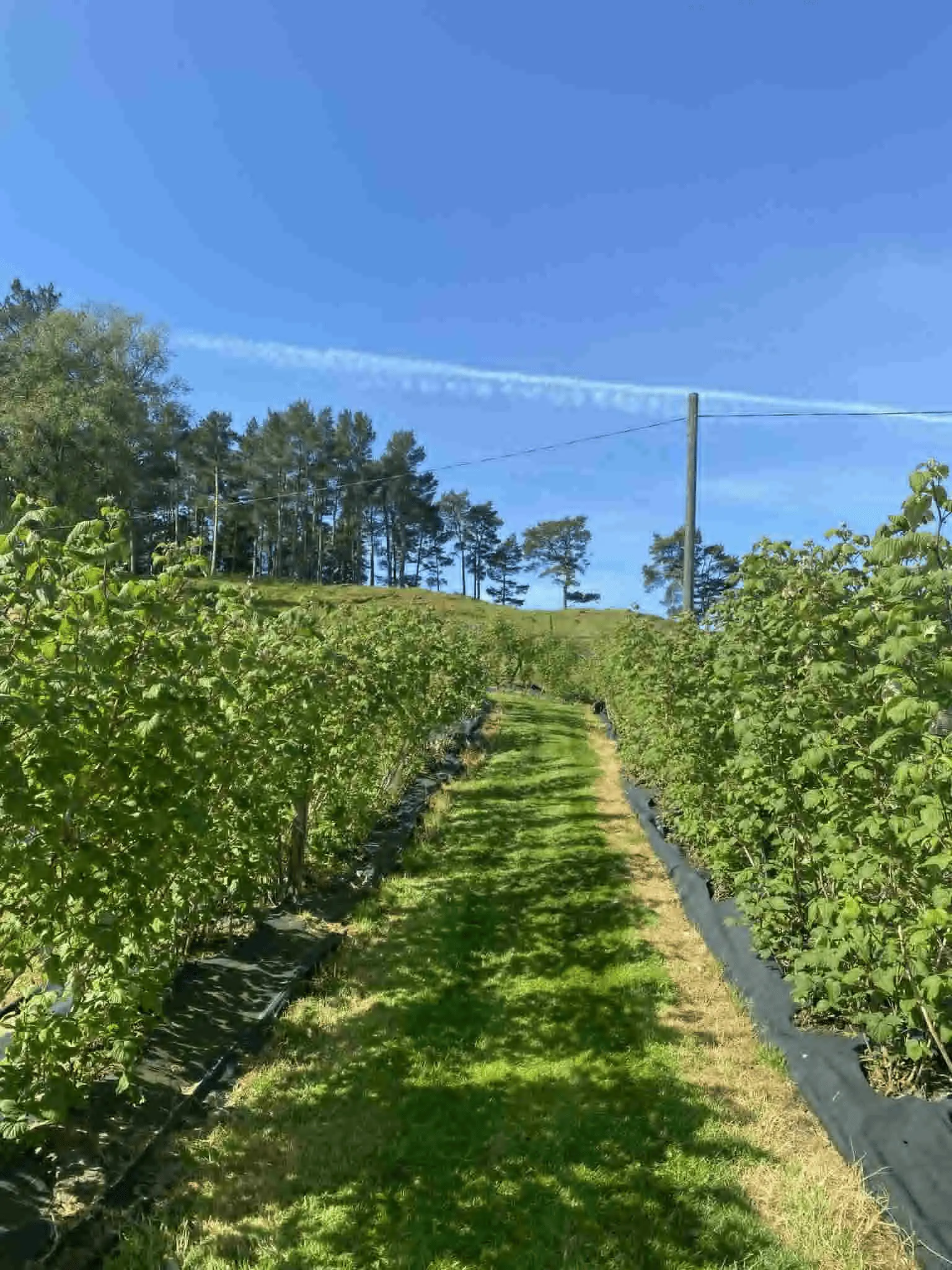 Bringebærplanter